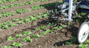 Robotic Weeders: To A Farm Near You?