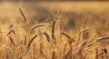 Extreme Winter Causes Concern For Wheat Growers