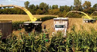 2017 Northwest Ohio Corn Silage Test