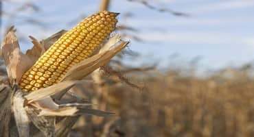 Forecasts Project Record Corn Yields For U.S. Farmers