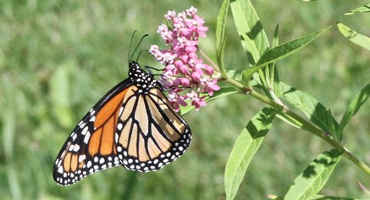 Century-Old Botany Records May Hold Key To Monarch Butterfly Survival