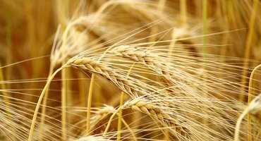 Climate change could be good for barley, according to the U of A
