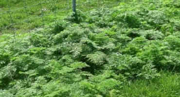 Livestock Producers Should Recognize and Manage Poison Hemlock