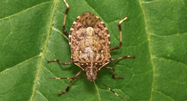 Don’t Step On It: Invasion Of The Brown Marmorated Stink Bug
