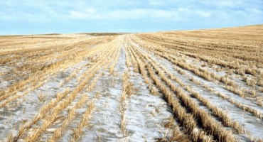 Cold Spells Problems For U.S. Winter Wheat