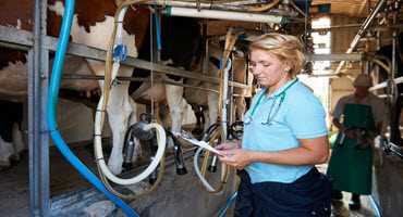 Livestock producers facing changes in access to antibiotics