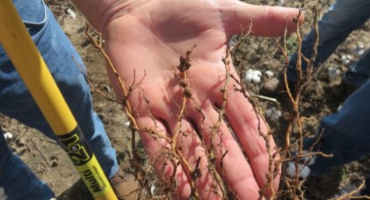 More Nematicide Options for Florida Cotton and Peanut Growers in 2018
