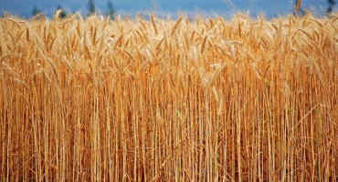 Wheat Organizations Support NAFTA