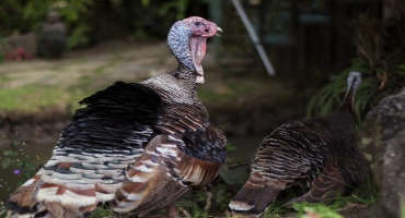 Heritage Turkey Production Research: It's Profitable But More Difficult