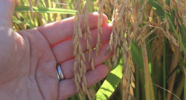 UGA College of Agricultural and Environmental Sciences Researchers Help to Sequence Rice Genome
