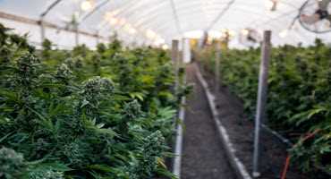 Ottawa farmer wants to produce marijuana