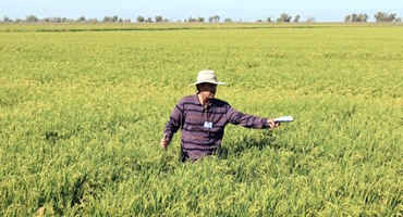 Technology Keeps Rice Fertilizer Nice