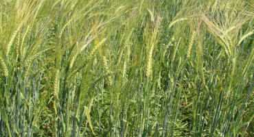 Spartan Barley Seed Now Available
