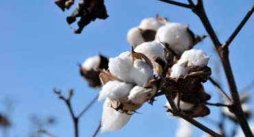 Clemson Experts Report Strong 2018 South Carolina Cotton Outlook