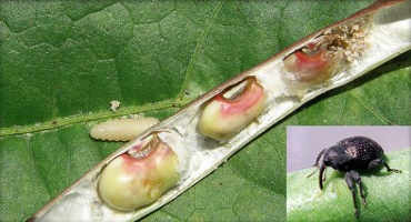 UGA Research Hopes The Key To Fighting Cowpea Curculio Lies in Snap Bean Genes