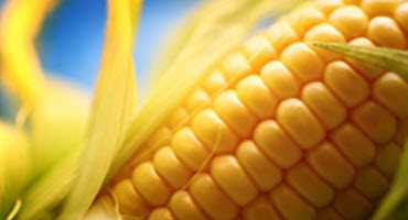 Chinese traders reject some U.S. corn over GMO regulations