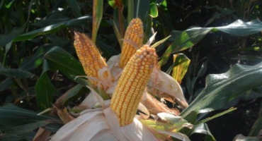 Proper Fertilizer Placement Can Increase Corn Yields Without More Cost