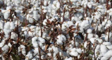 Is Cotton Seed Better than it Used To Be?