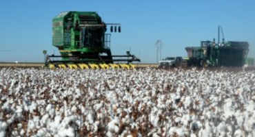 AgriLife Extension Cotton Trial Results Released For High Plains, Rolling Plains