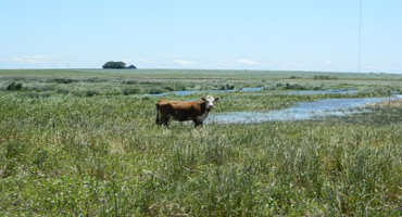 Reed Canarygrass: Environmental Foe, Cattle Food?
