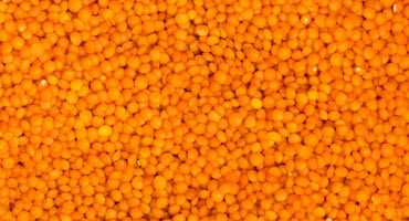 Farmers should pay attention to nitrogen levels in red lentil production