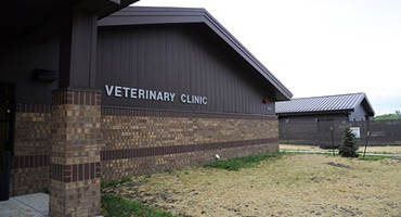 Veterinarian Update: Using Pain Control & Anesthetics in Food Animals