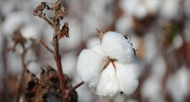 Thrips Longtime Nemesis to Carolina Cotton, Now Add Plant Bugs, Too