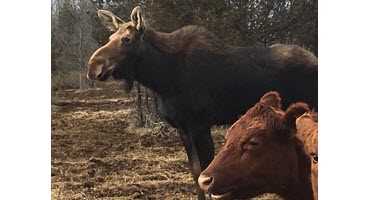 Unexpected guest befriends cattle in Eastern Ontario