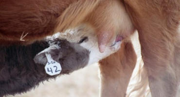 Colostrum Helps Newborn Calves