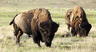 Bringing home the ‘bison’ 