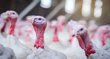 Avian flu detected on Missouri and Texas farms