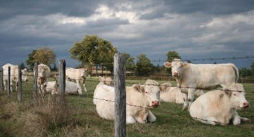 Livestock Safety and Care After Storms
