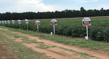 2017 UF/IFAS Cotton Variety Trial Results