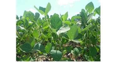 Farmers moving ahead with soybean acres