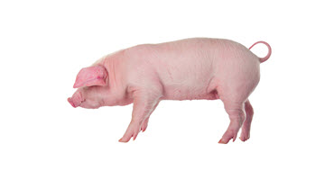 U of G alumnus reviews swine diets