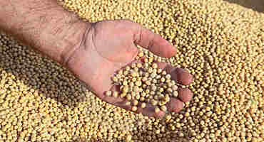 American Soybeans, Beef, Sorghum, Wheat and More All Targeted for 25 Percent Tariffs by China