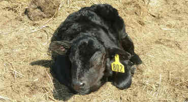 Good Feed Management Helps Prevent Weak Calves