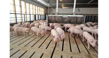 Reducing in-feed antibiotic use with starch