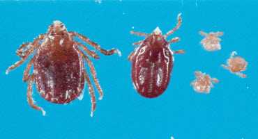Cattle pest overwintered in New Jersey