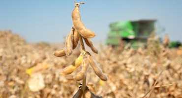 Soy Growers in D.C. to Talk Tariffs, Importance of Trade with China