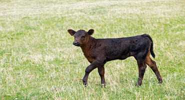 Cattle thefts reported in Alberta