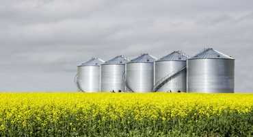 Why canola futures are so strong right now