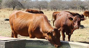 A Glimpse Into South African Beef Production