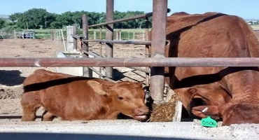A Reminder about Forage Intake in the Nursing Calf Raised in a Limit Fed Confinement System