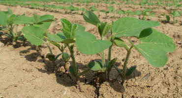 Soybean Crop Starting Slow Across Mississippi