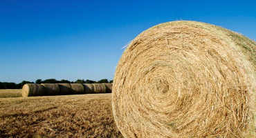 Price of Hay Surges as US Livestock Industry Grapples with Tightest Hay Stock Supply Since 2013
