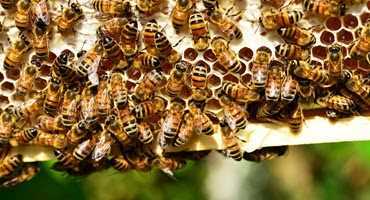 Bee populations down in Western Canada