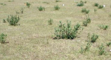 Thinning the Pawpaw Patch in Your Pastures