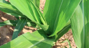 Corn Producers Experience Setbacks from Stubby Root Nematodes