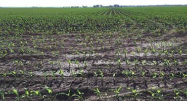 Half of Nebraska's Corn Crop is Up, 25% of Soybean